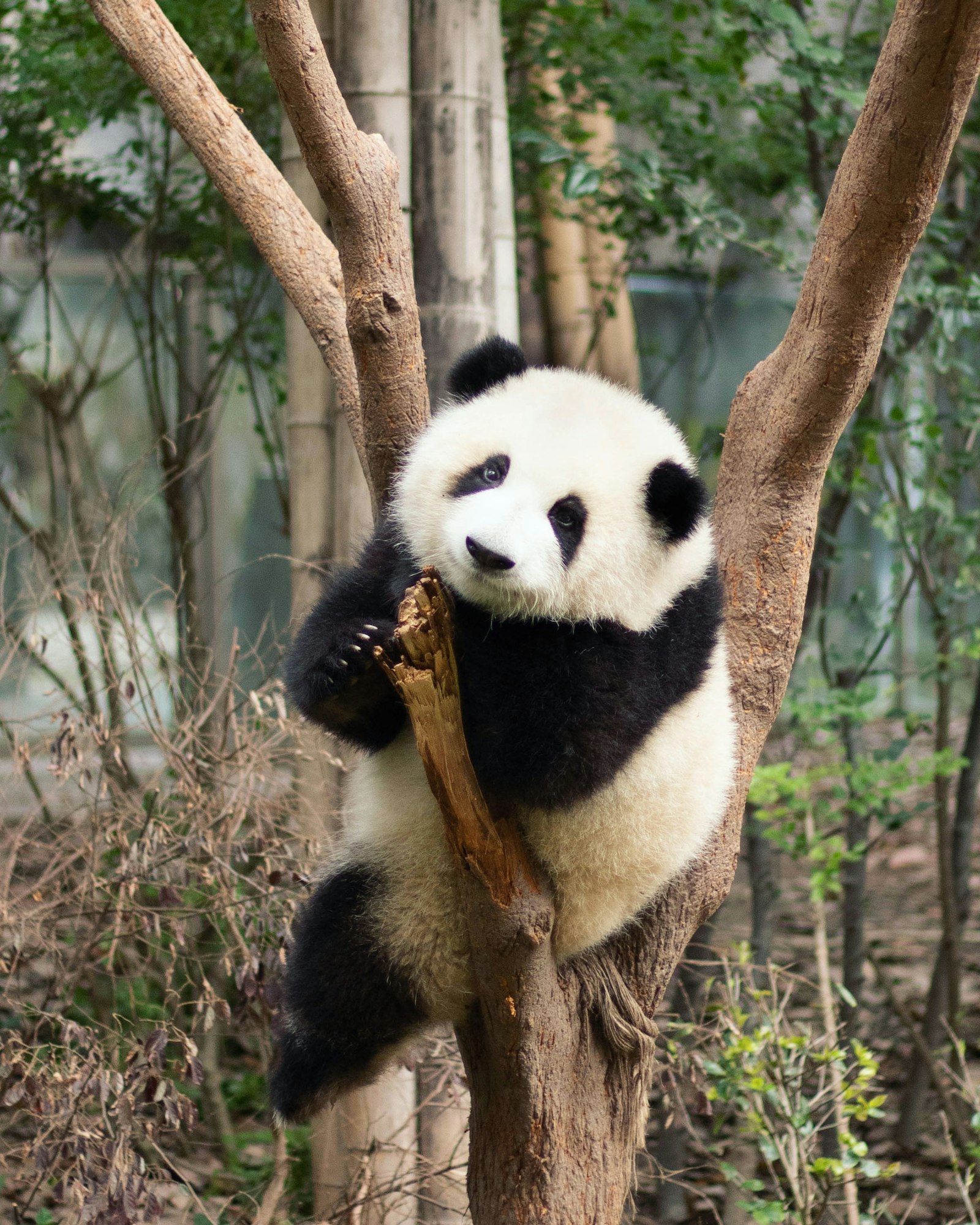 A giant panda resting among tree branches at Chengdu’s Panda Base