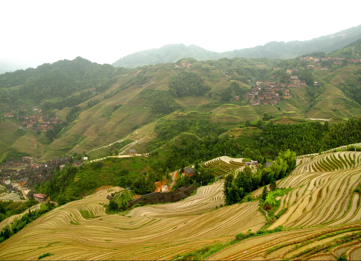 Terraced rice fields stepping around a mountain village at Longji